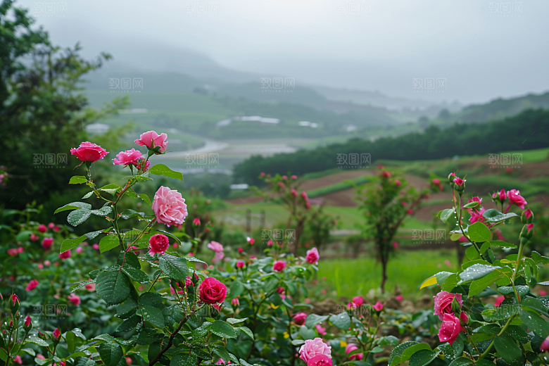 月季花蔷薇藤月素材