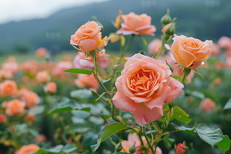 月季花植物唯美素材