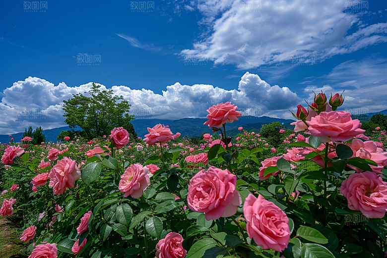 月季花花朵唯美素材