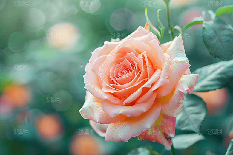 月季花彩色藤月素材
