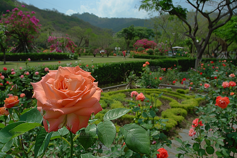 月季花藤月玫瑰素材