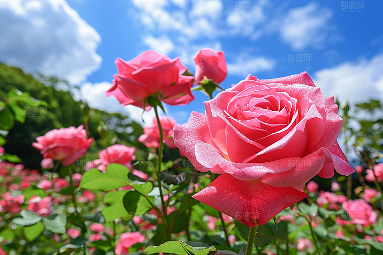 月季花高清植物素材