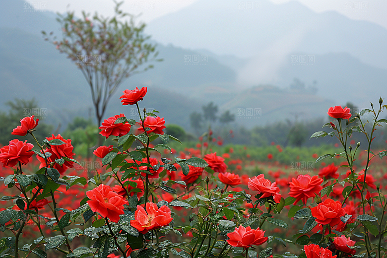 月季花欧月花卉素材