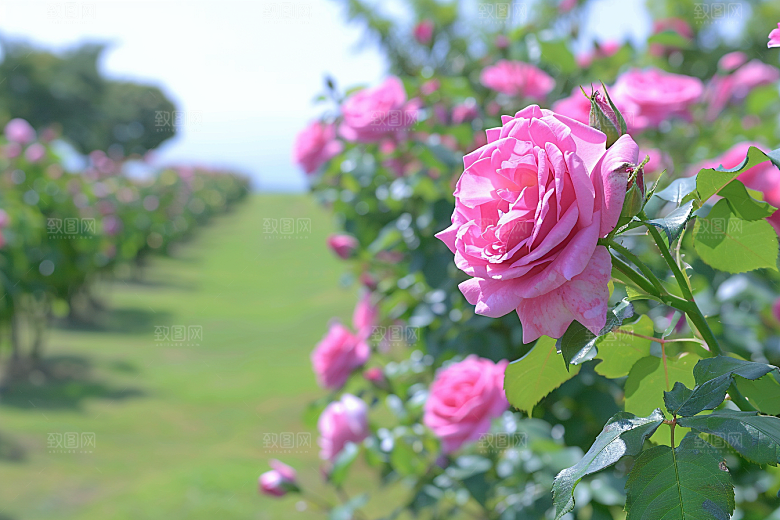 月季花彩色植物素材