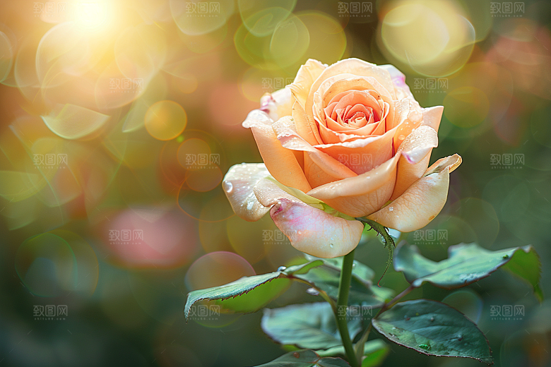 月季花彩色欧月素材