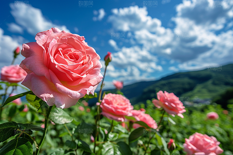 月季花花卉藤月素材