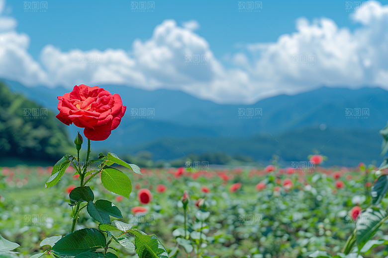 月季花高清植物素材