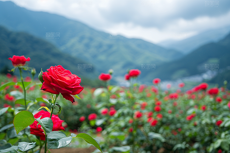 月季花植物花卉素材