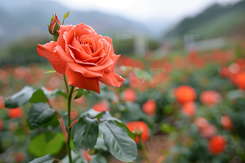 月季花欧月高清素材