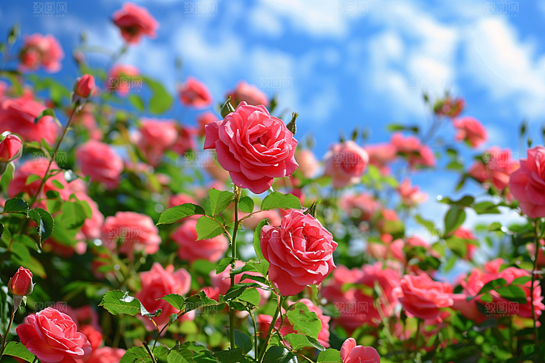月季花彩色花卉素材