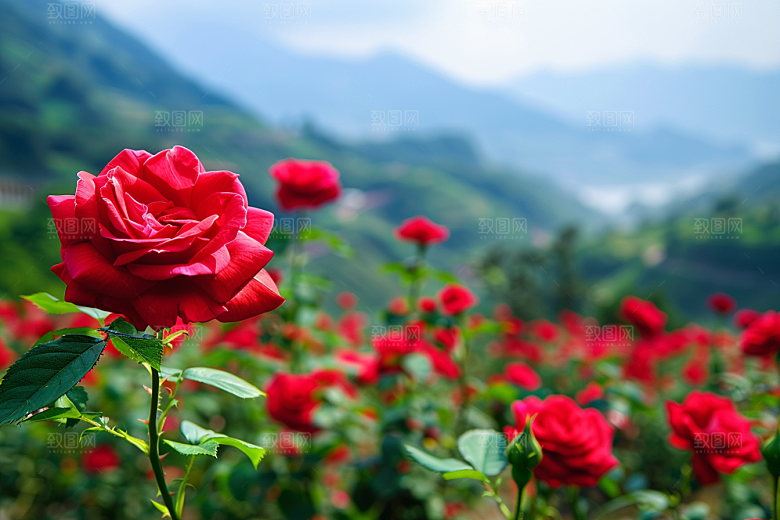 月季花蔷薇欧月素材