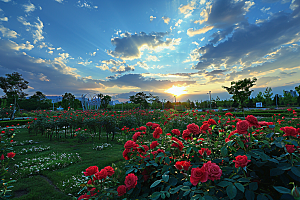 月季花唯美欧月素材