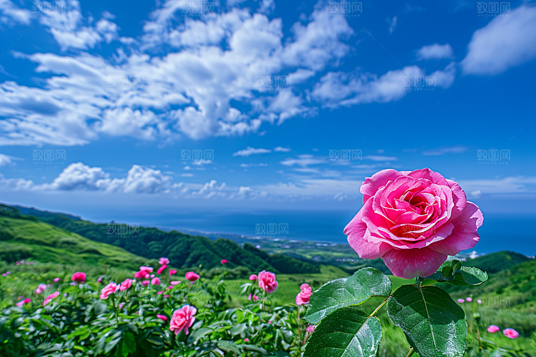 月季花玫瑰唯美素材
