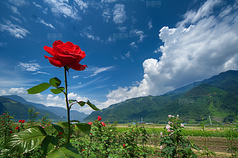 月季花植物玫瑰素材