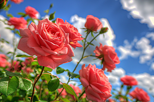 月季花彩色花朵素材