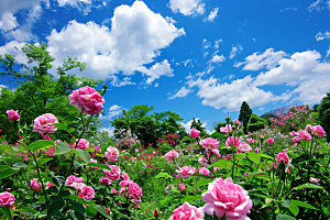 月季花欧月彩色素材