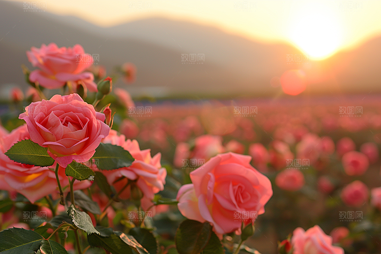 月季花彩色植物素材