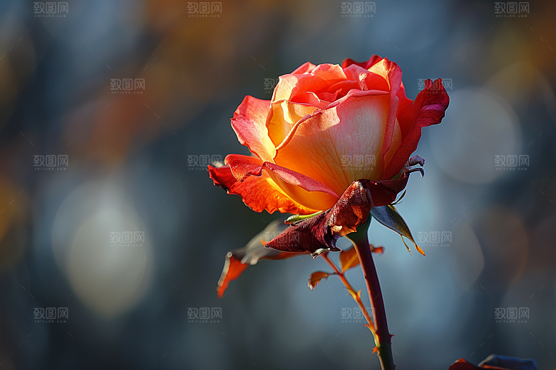 月季花花卉玫瑰素材