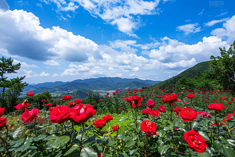 月季花花卉植物素材