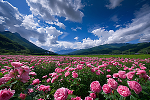 月季花欧月唯美素材
