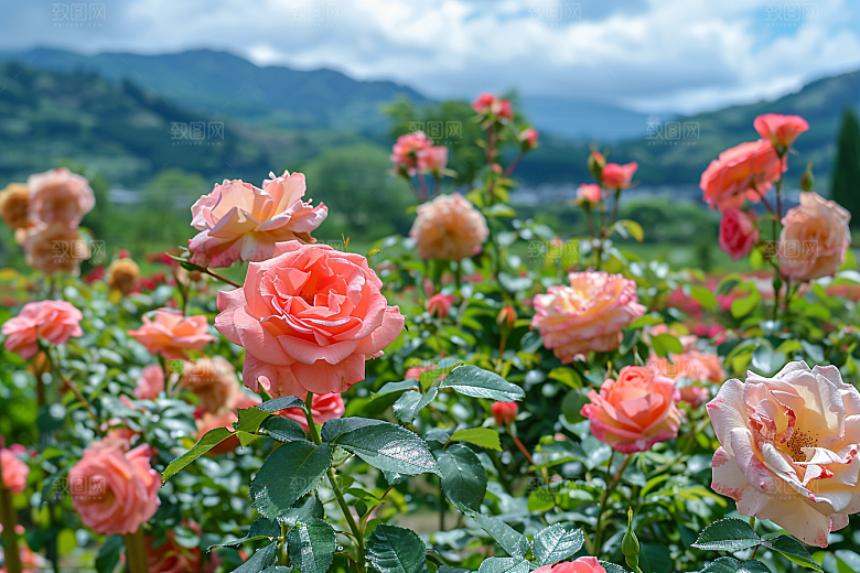 月季花花朵花卉素材