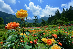 月季花彩色唯美素材