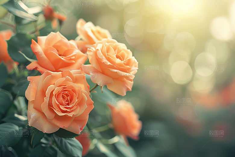 月季花藤月欧月素材