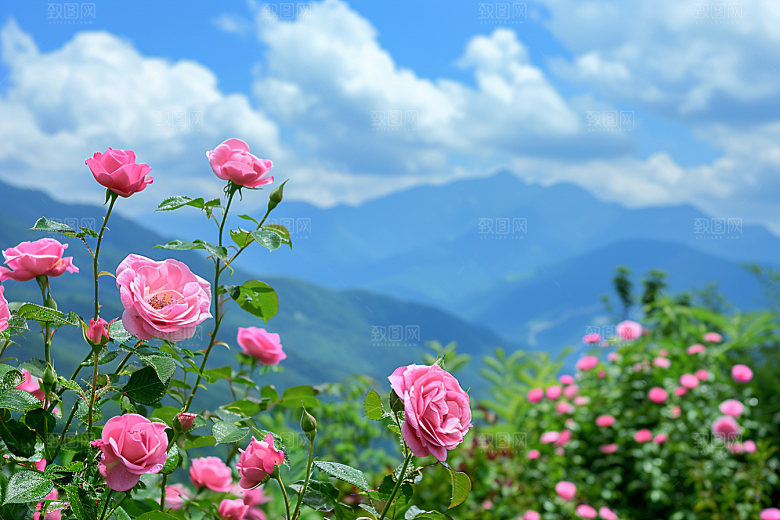 月季花高清藤月素材
