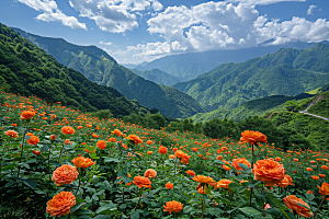 月季花植物玫瑰素材
