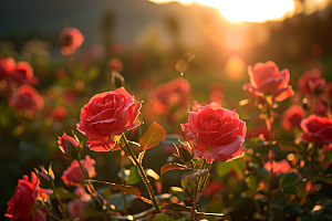 月季花唯美高清素材