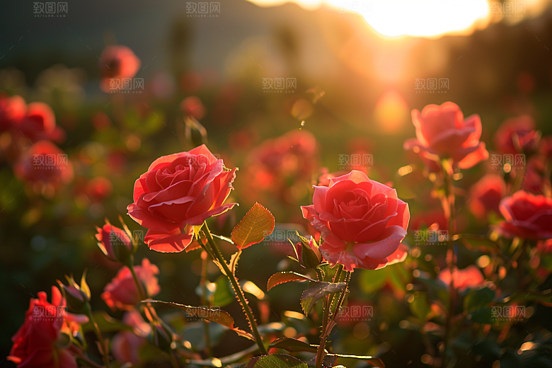 月季花唯美高清素材