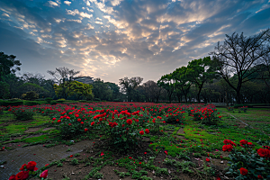 月季花玫瑰欧月素材
