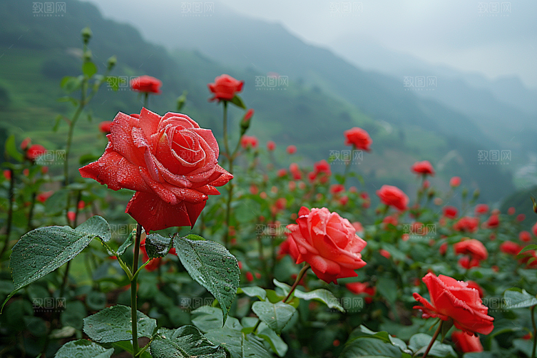 月季花植物欧月素材