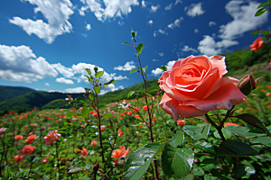 月季花欧月玫瑰素材