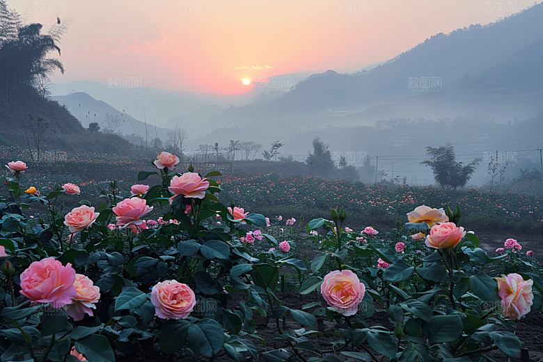 月季花欧月高清素材