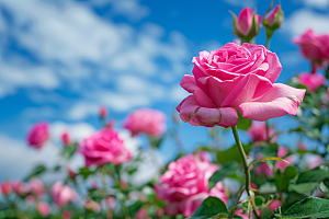 月季花花卉藤月素材