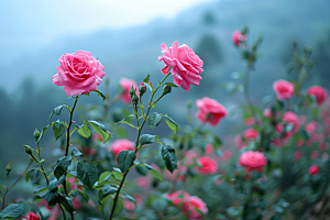 月季花彩色唯美素材
