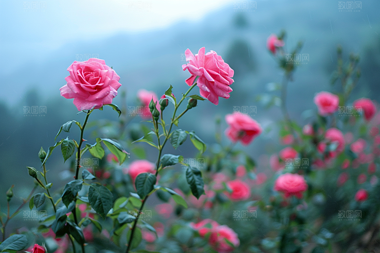 月季花彩色唯美素材