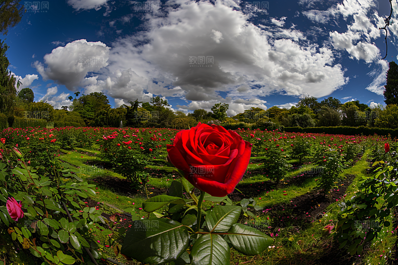 月季花藤月高清素材