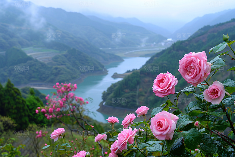 月季花藤月蔷薇素材