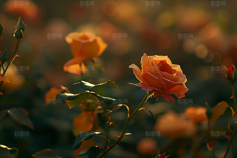 月季花植物彩色素材