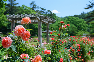 月季花高清彩色素材
