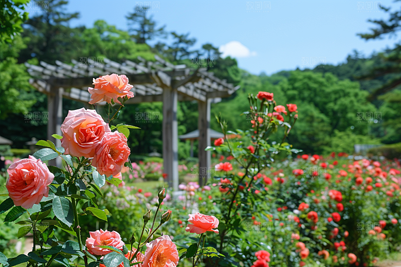 月季花高清彩色素材