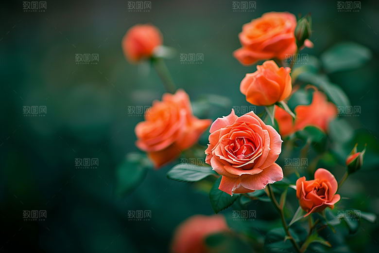 月季花蔷薇高清素材