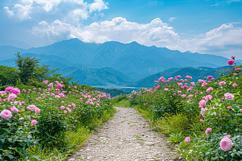 月季花彩色藤月素材