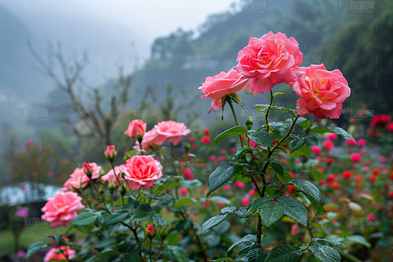 月季花彩色欧月素材
