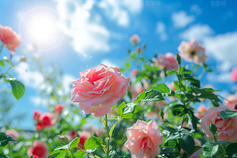 月季花唯美彩色素材