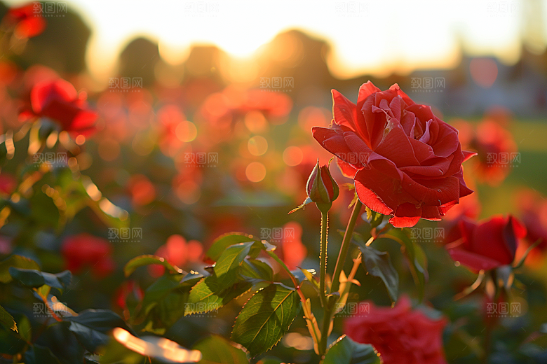 月季花唯美花朵素材