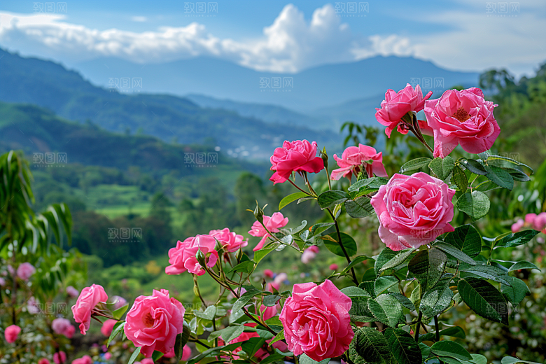月季花花朵彩色素材