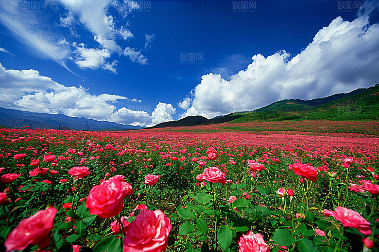 月季花高清彩色素材